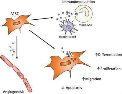 A Role for Exosomes in Craniofacial Tissue Engineering and Regeneration